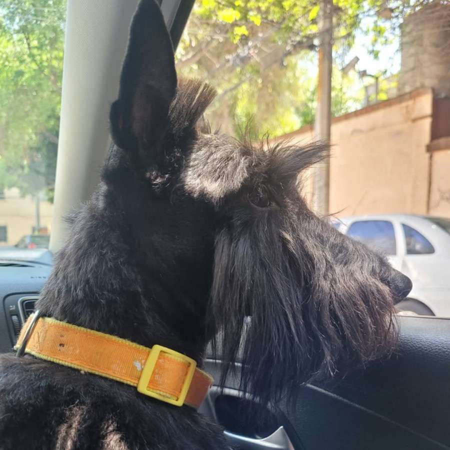 MUÑECA | Raza Terrier Escocés o Scottish Terrier | Perdida