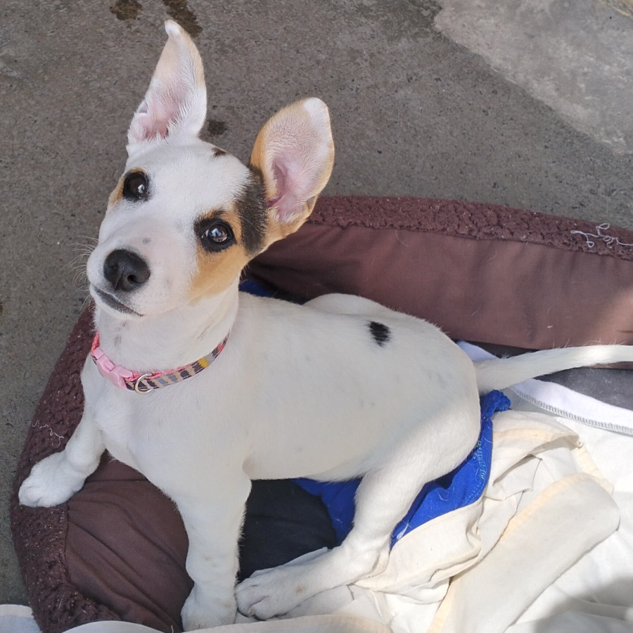 AMERY | Raza Mestiza | En Adopción