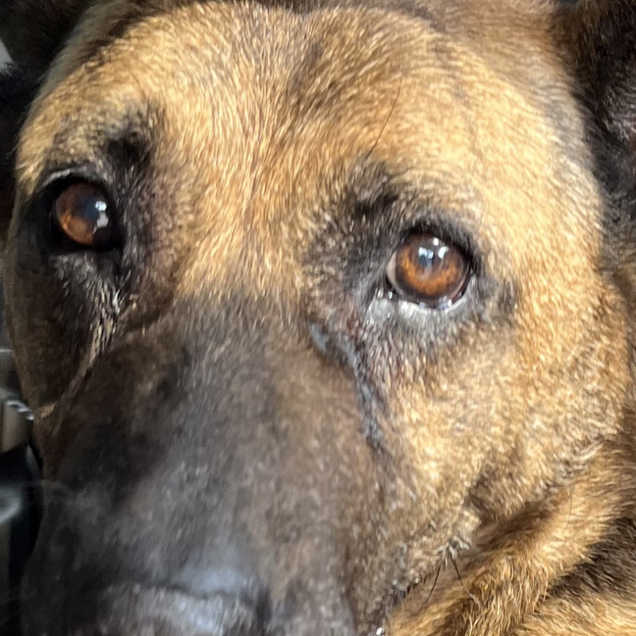  | Raza Mestiza, cruza de Pastor Belga Malinois | Encontrada