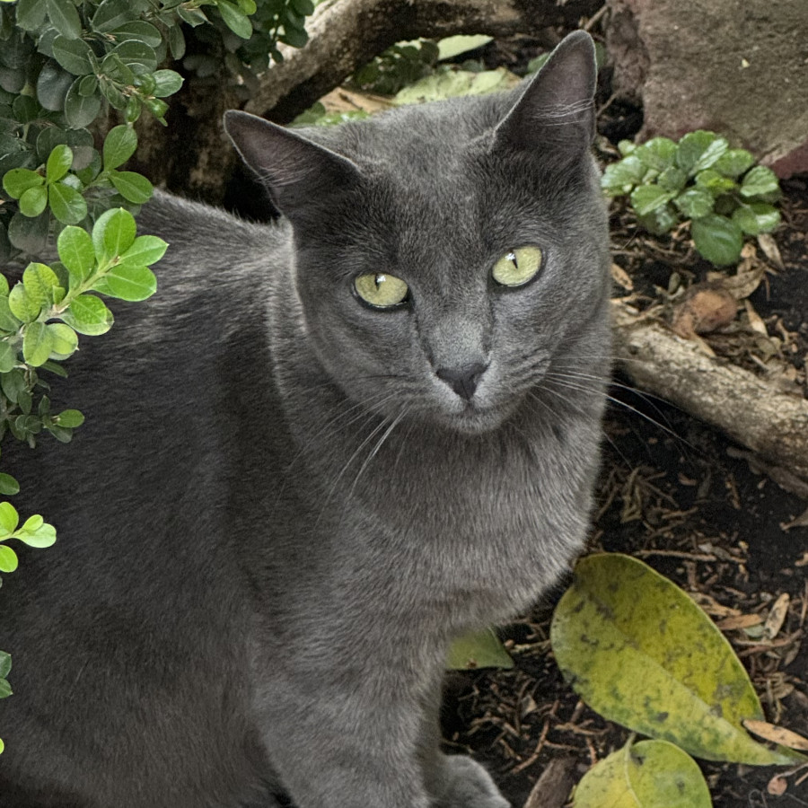 | Raza Ruso Azul | Encontrado