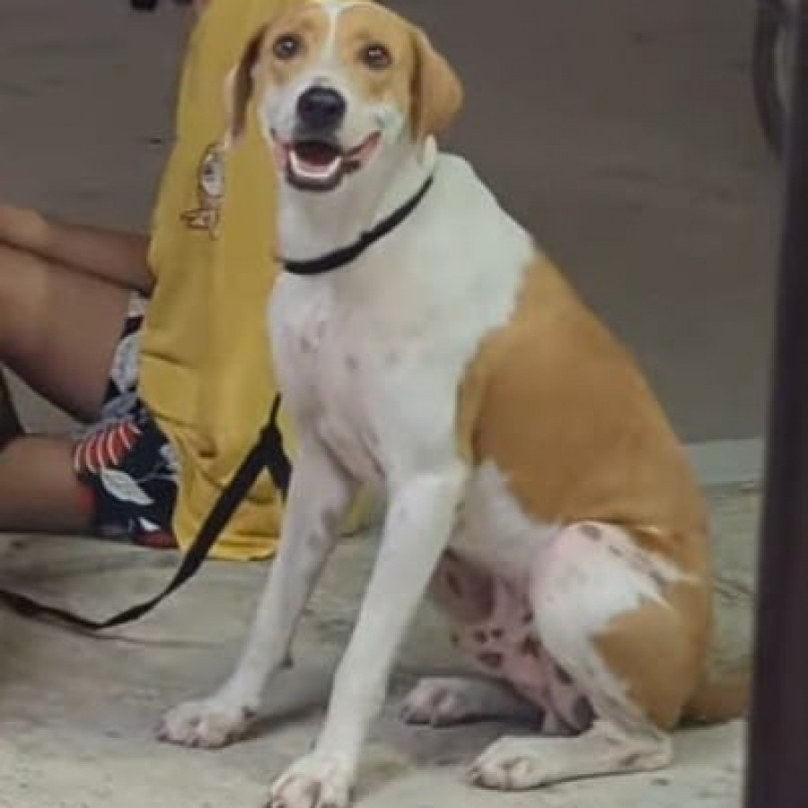 LOKI | Raza Mestizo | En Adopción