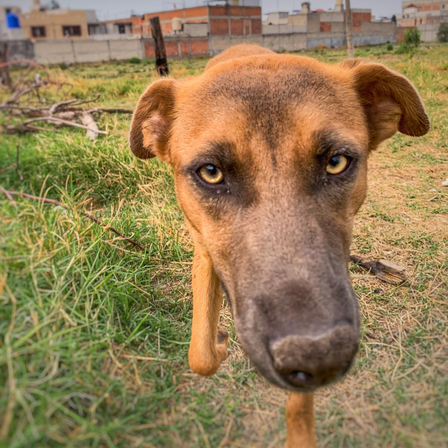 MAPLE | Raza Mestiza | En Adopción