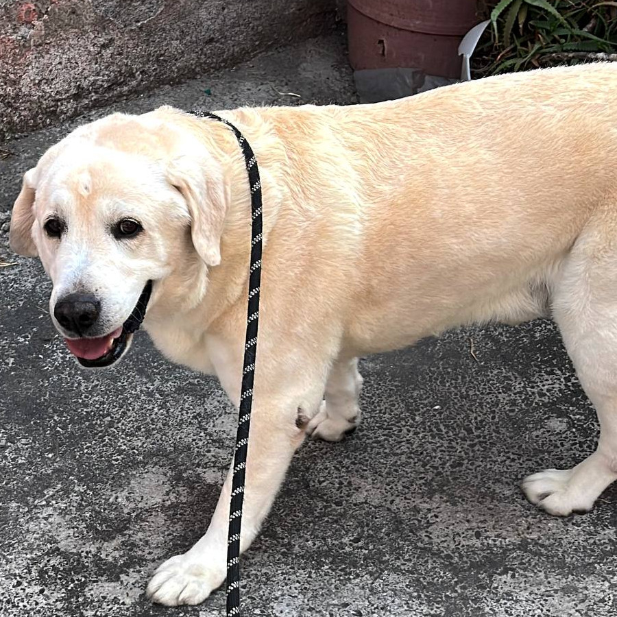 | Raza Labrador | Encontrado