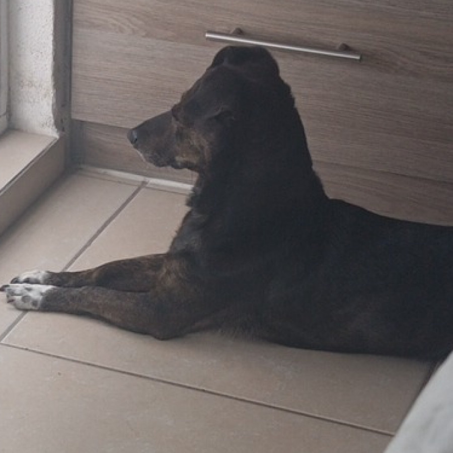 IRVING | Raza Mestizo | Perdido