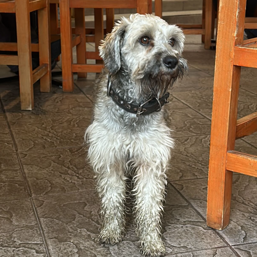  | Raza Mestizo, cruza de Schnauzer | Encontrado