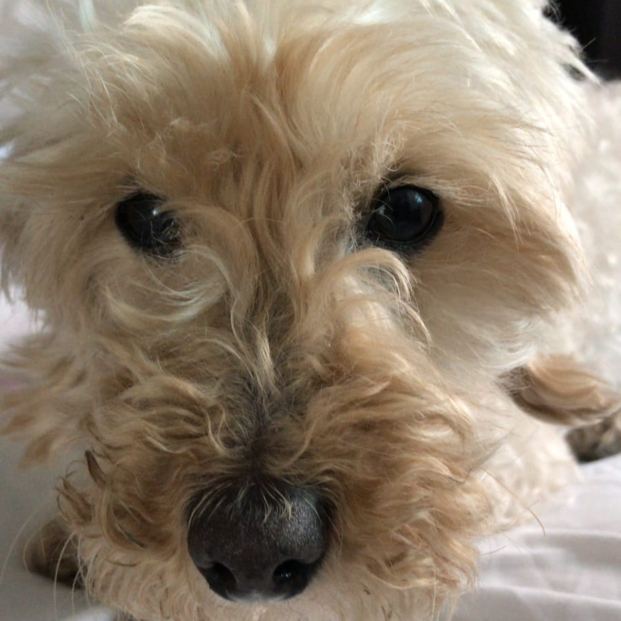 CIELO | Raza Mestiza, cruza de French Poodle con Maltés,  (Maltipoo). | Perdida
