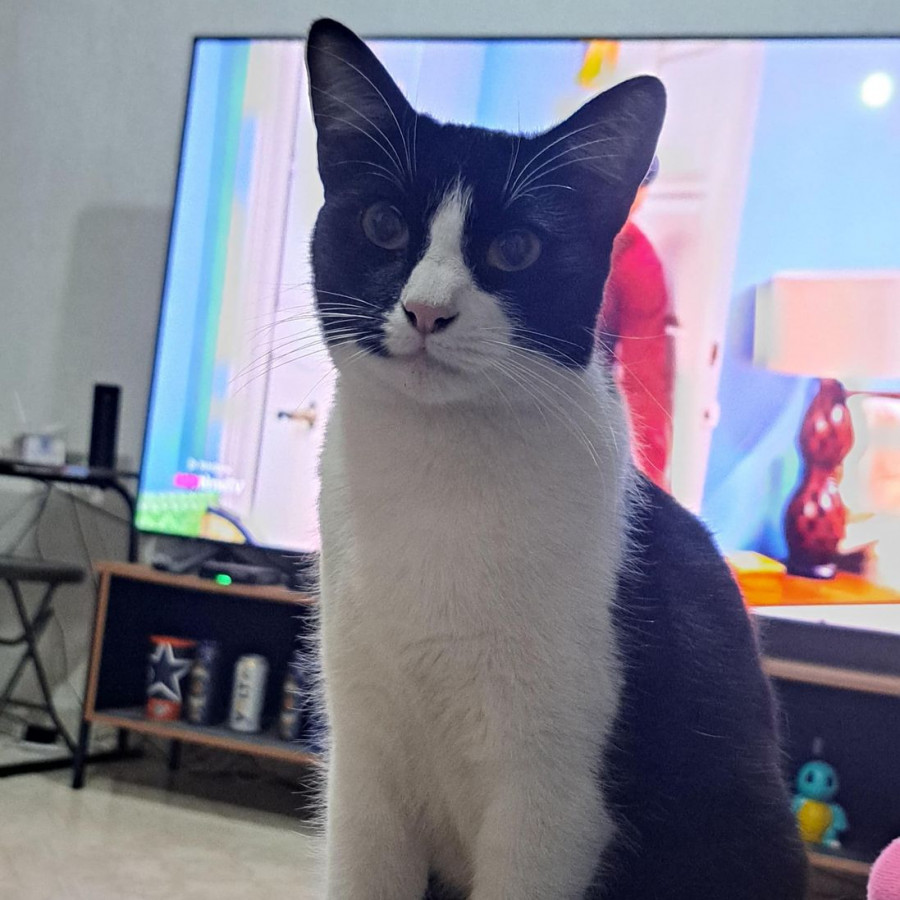 KITTY | Raza Doméstico Americano de pelo corto | Final Feliz