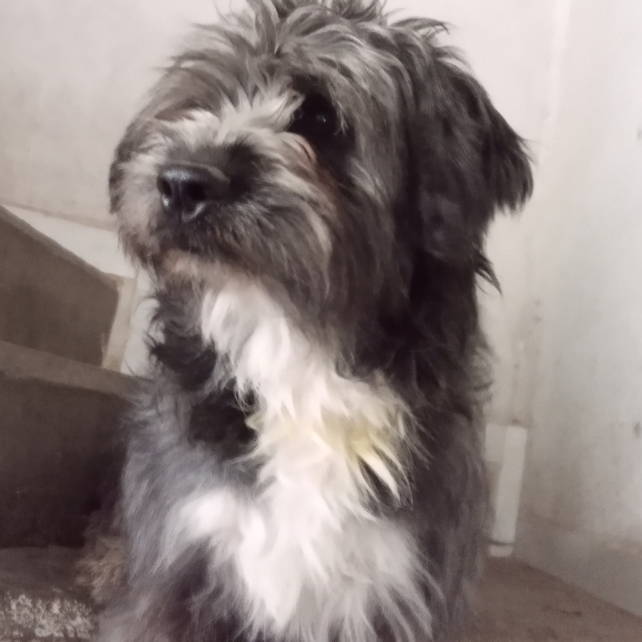 CHAPARRO | Raza Mestizo | Perdido