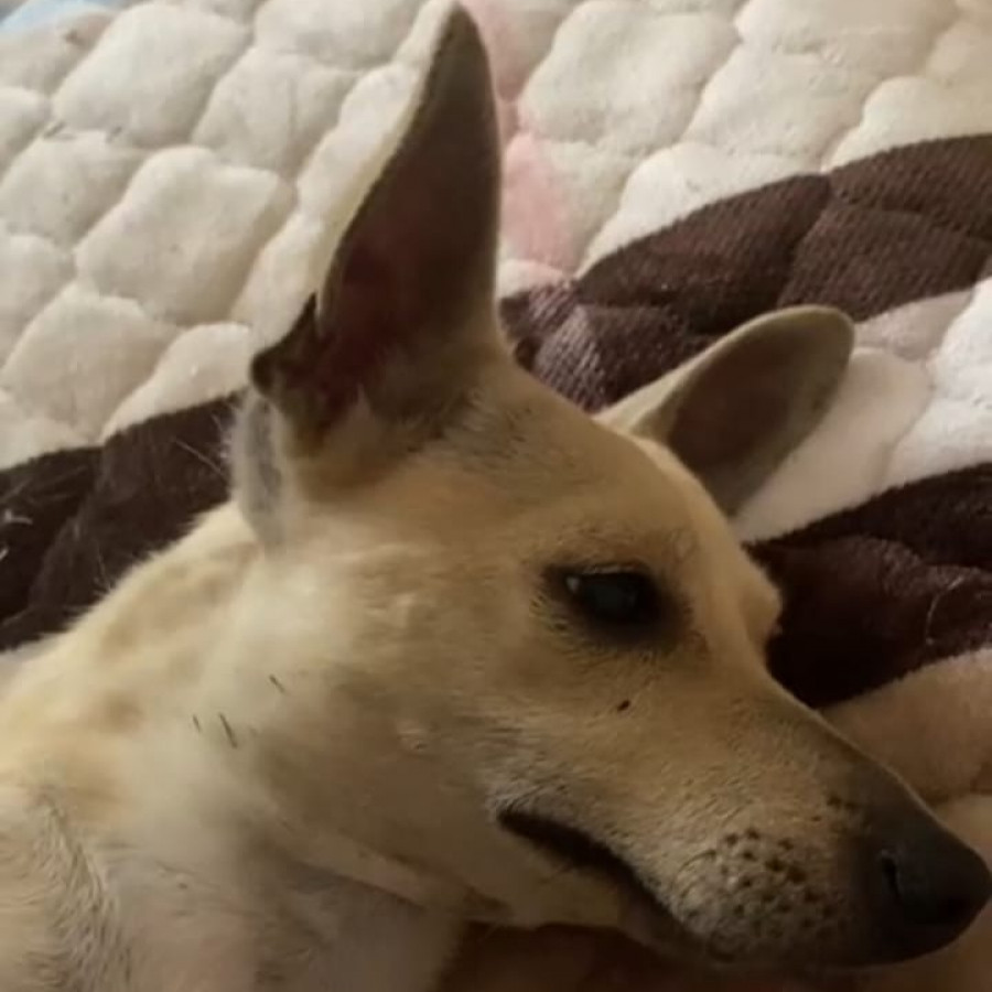  | Raza Mestiza, cruza de Chihuahua | Final Feliz
