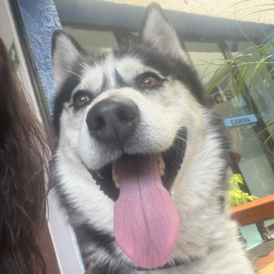  | Raza Husky Siberiano | Encontrado