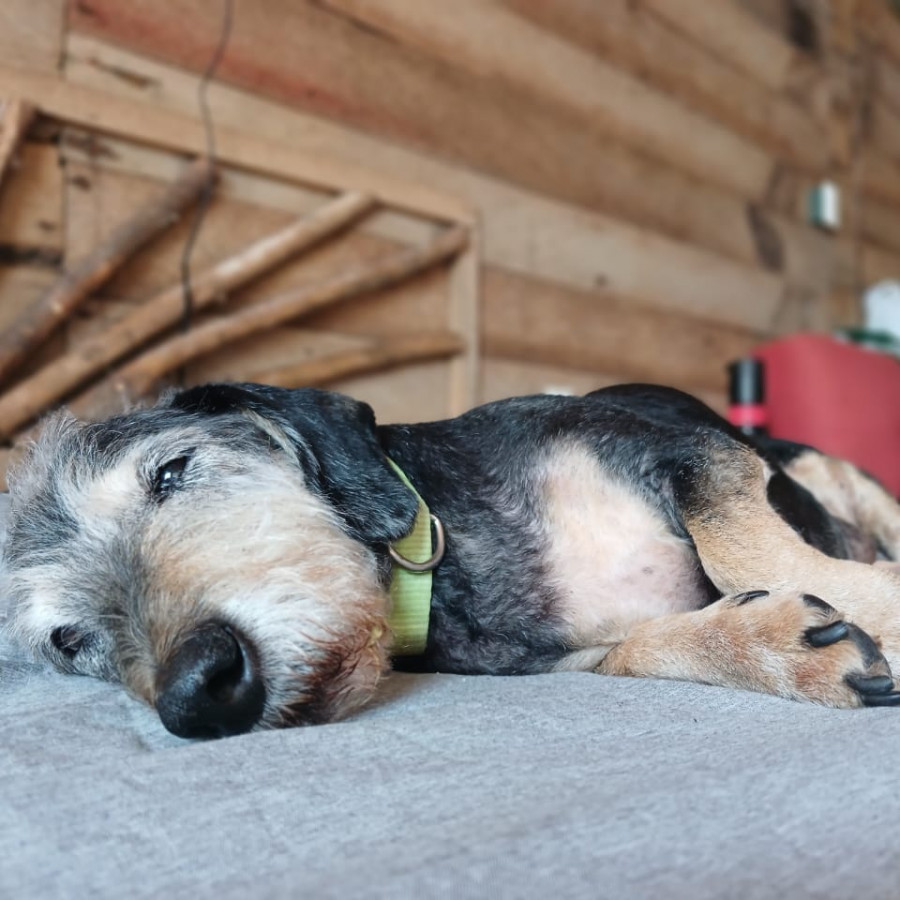 CHAPARRO | Raza Dachshund o Salchicha de pelo duro | Final Feliz