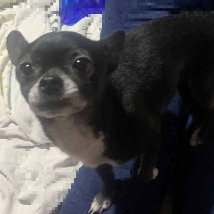 DORY | Raza Chihuahua | Perdida