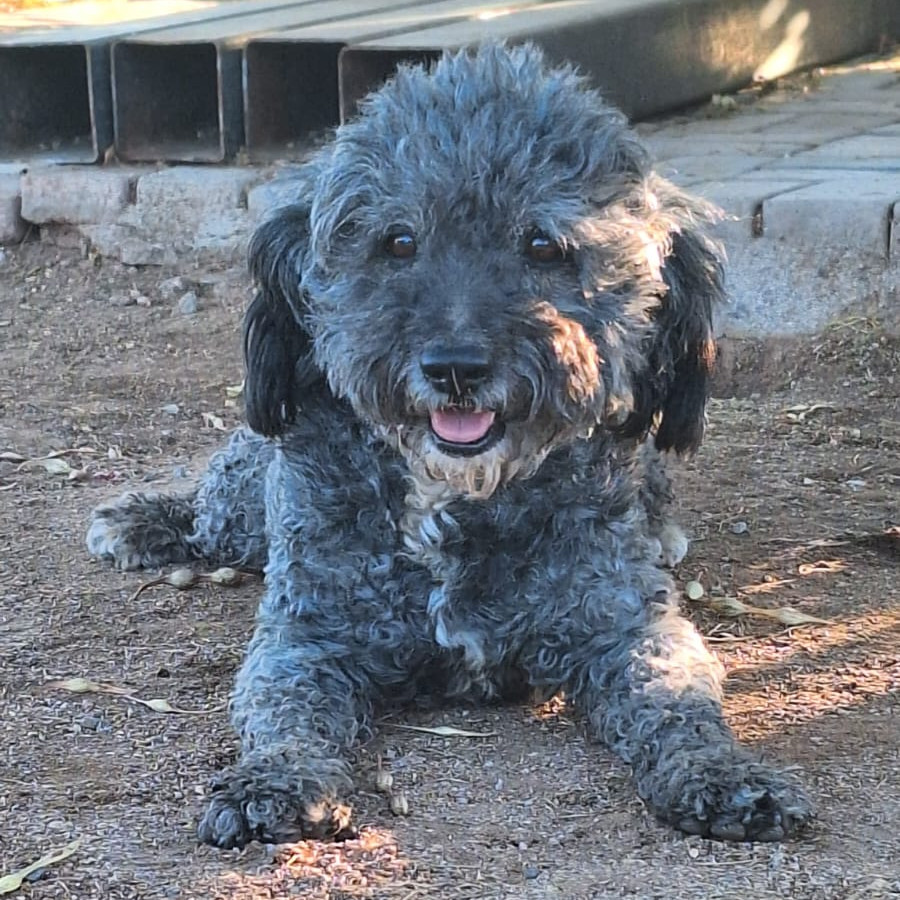 ROCKY | Raza French Poodle o Caniche | Final Feliz