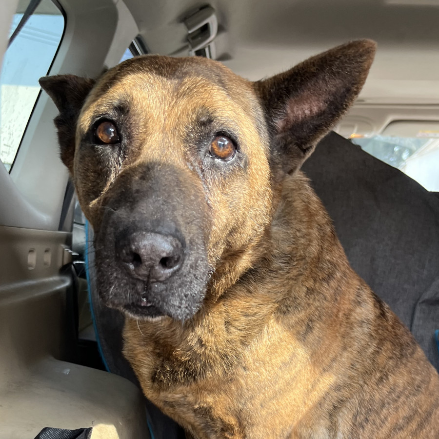  | Raza Mestiza, cruza de Pastor Belga Malinois | Encontrada