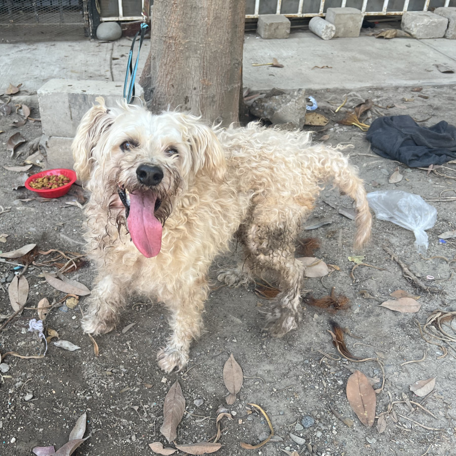  | Raza Mestizo, cruza de French Poodle | Encontrado