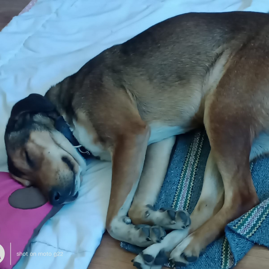  | Raza Mestizo | Encontrado