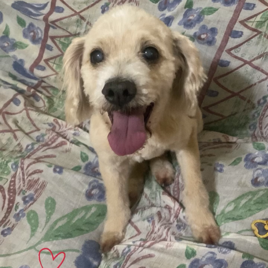 GIZMO | Raza Mestizo, cruza de Cocker Spaniel | Final Feliz