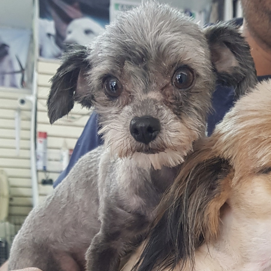 LOLA | Raza Mestiza, cruza de Schnauzer con Chihuahua,  (Chizer) | Perdida