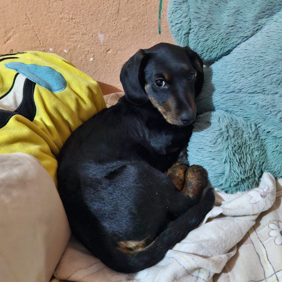 FÉNIX | Raza Dachshund o Salchicha  | Perdido