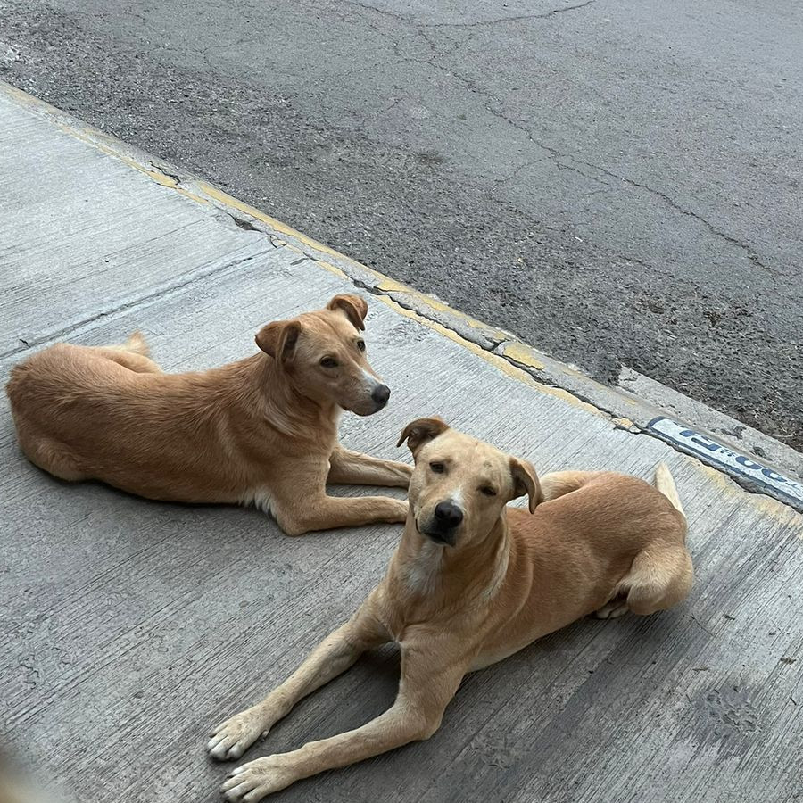 WERITO Y WERITA | Raza Mestizos, cruza de Labrador | En Adopción