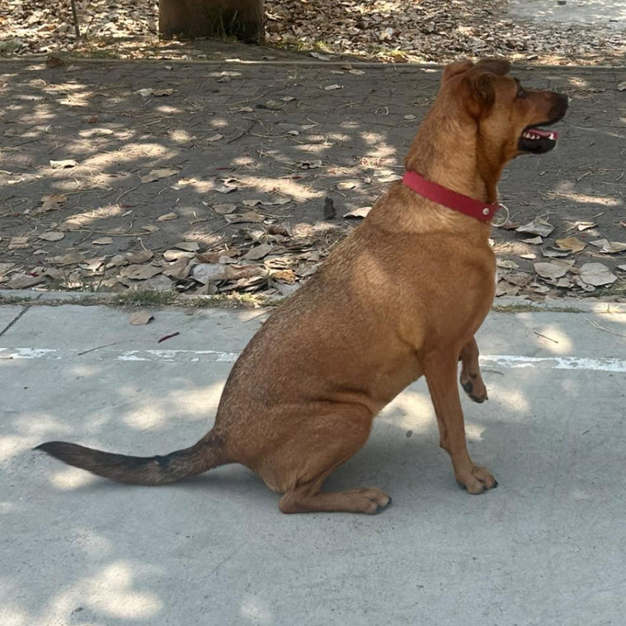 MILKA | Raza Mestiza | Perdida