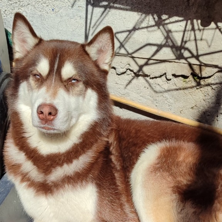 MICTLÁN | Raza Husky Siberiano | Perdido