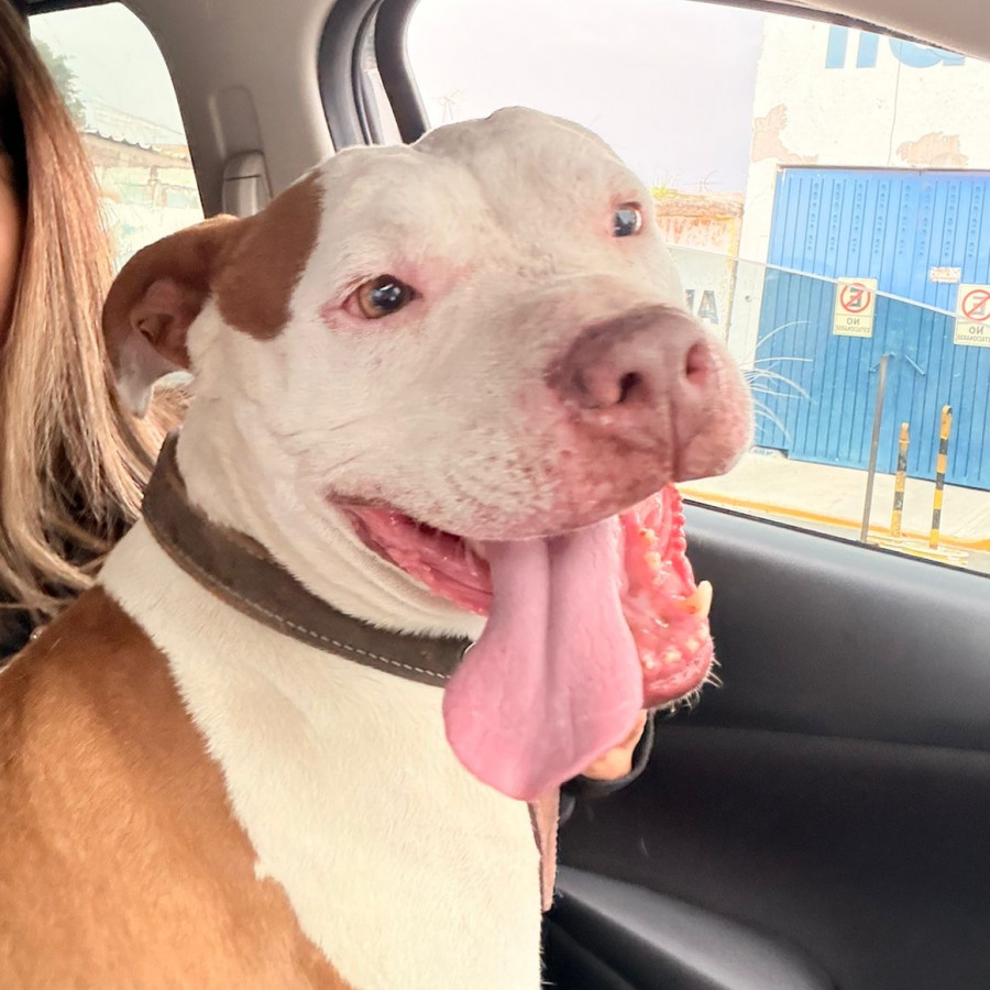  | Raza American Pitbull Terrier | Encontrado