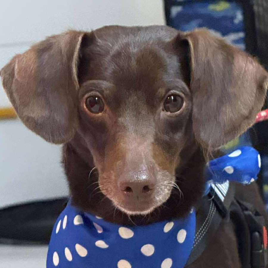  | Raza Mestizo, cruza de Dachshund o Salchicha con Chihuahua,  (Chiwinnie) | Encontrado