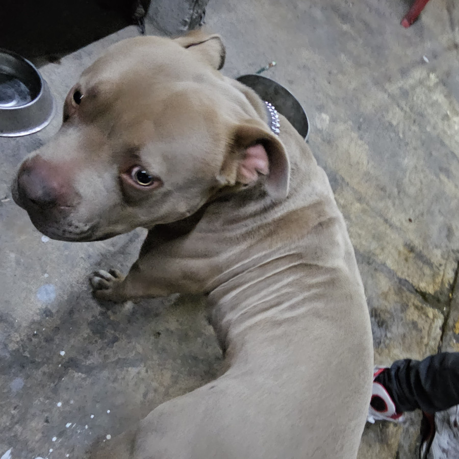 BRUNO | Raza American Pitbull Terrier | Perdido