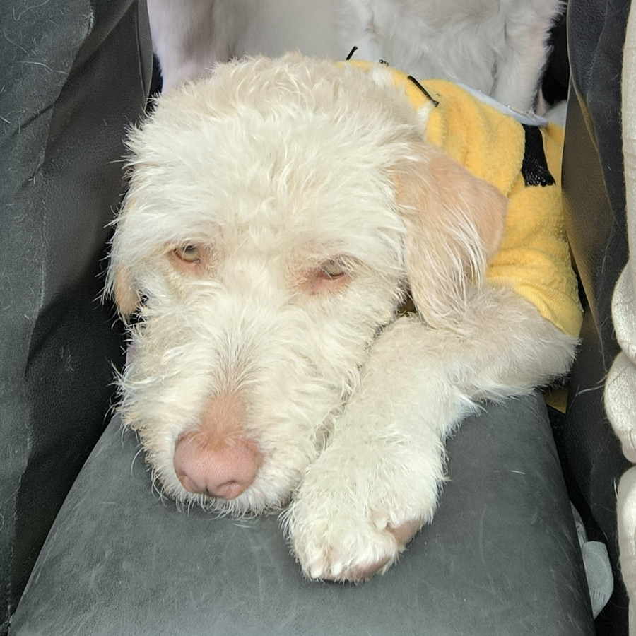 COLETTE | Raza Mestiza,  cruza de Schnauzer con Poodle,  (Schnoodle) | Perdida