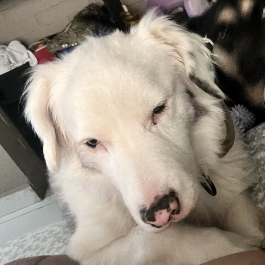 BOB (SORDO Y DÉBIL VISUAL) | Raza Border Collie  | Perdido