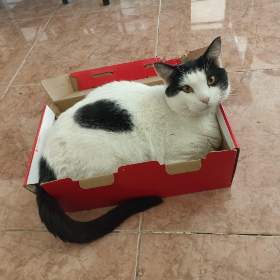 SIMBA | Raza Doméstico Américano de Pelo Corto | Perdido