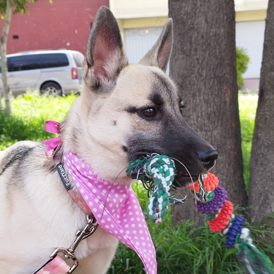 KALA | Raza Mestiza | En Adopción