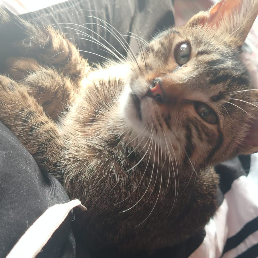 BOLILLO | Raza Doméstico Américano de Pelo Corto | En Adopción