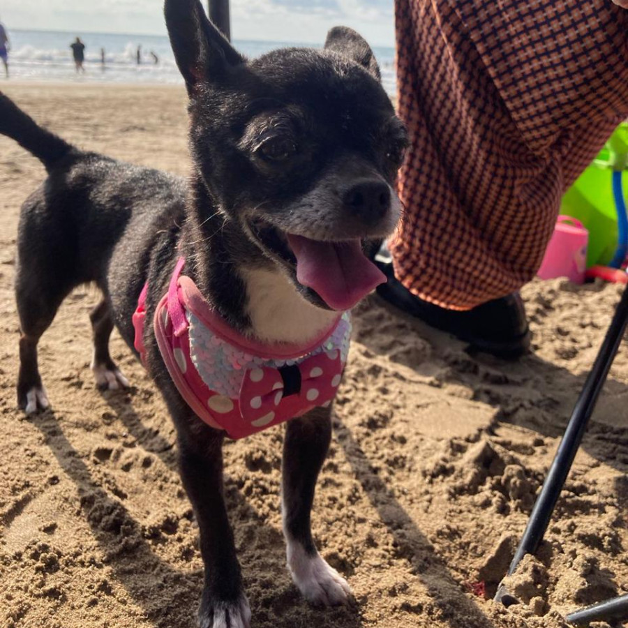 DORY | Raza Chihuahua | Perdida