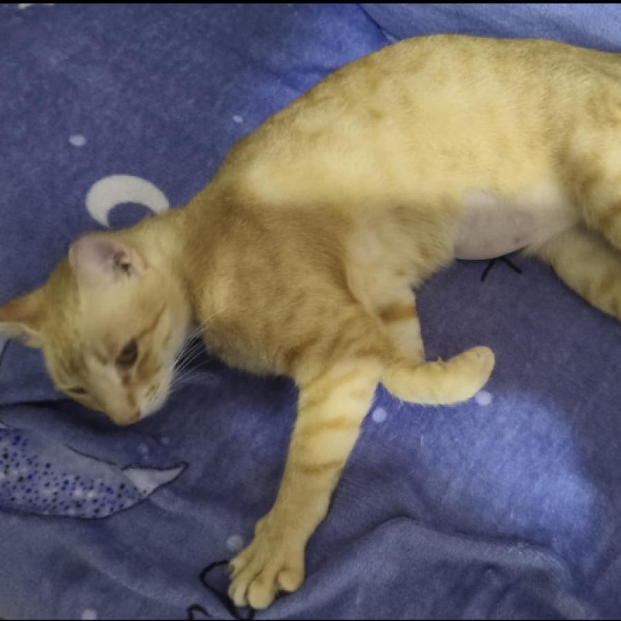 MANDARINA | Raza Doméstico Américano de Pelo Corto | Final Feliz