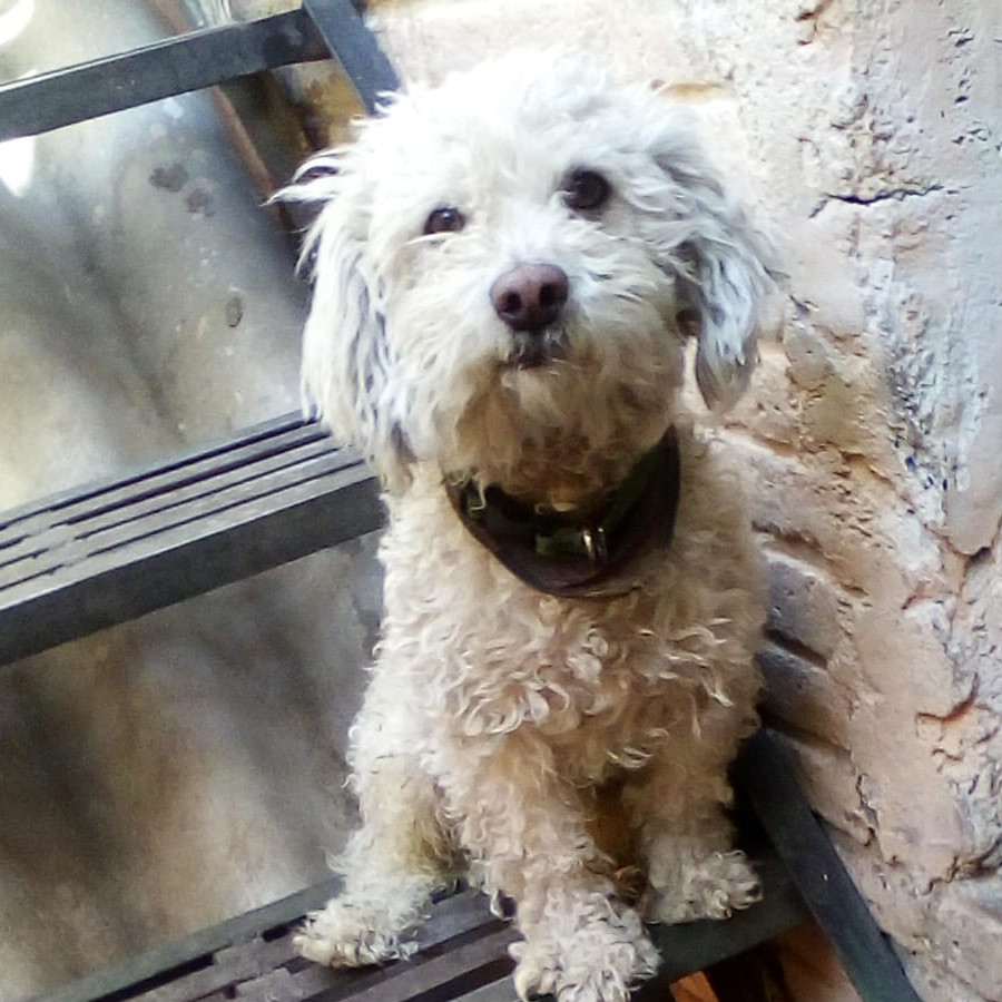 PULGAS | Raza Mestizo,  cruza de French Poodle | Perdido