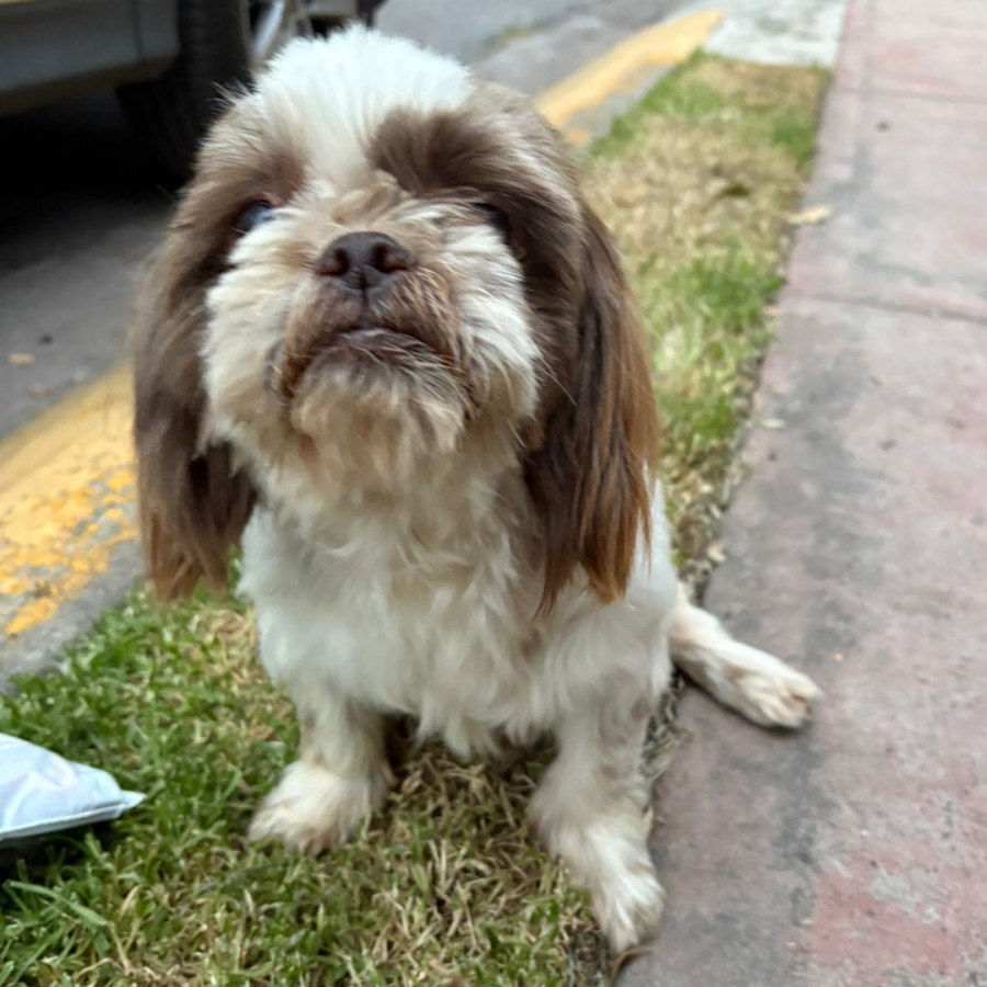  | Raza Shih Tzu  | Final Feliz