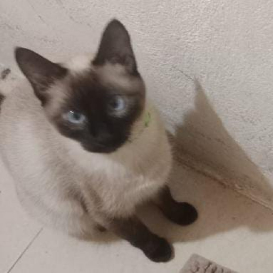 LUNA | Raza Siamés Punto Foca | Perdida