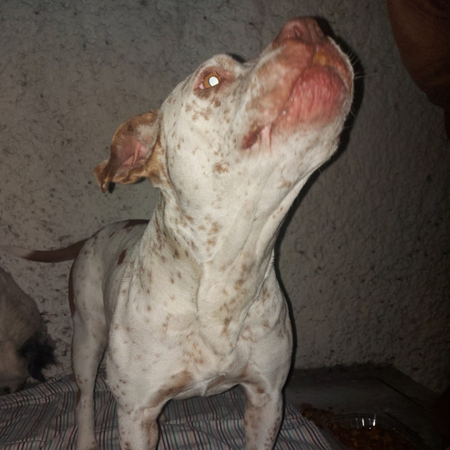 PECAS | Raza Mestiza, cruza de American Pitbull Terrier | En Adopción