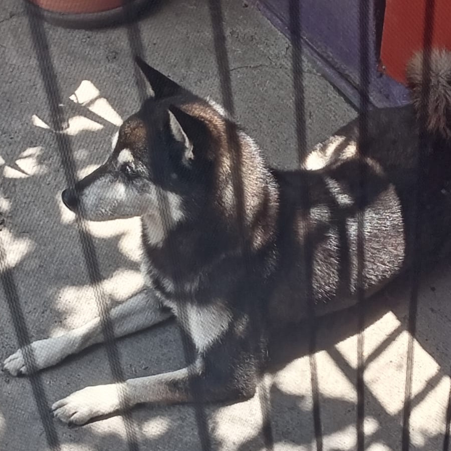COCO | Raza Shiba Inú | Perdida
