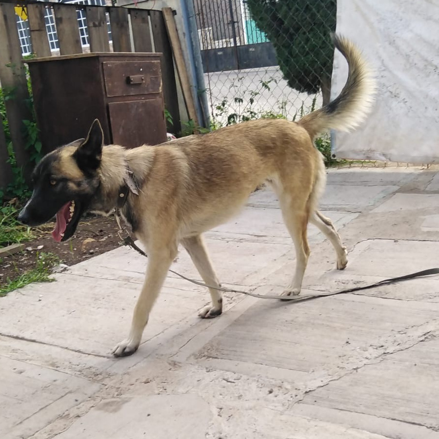 LUNA | Raza Mestiza, cruza de Pastor Belga Malinois | En Adopción