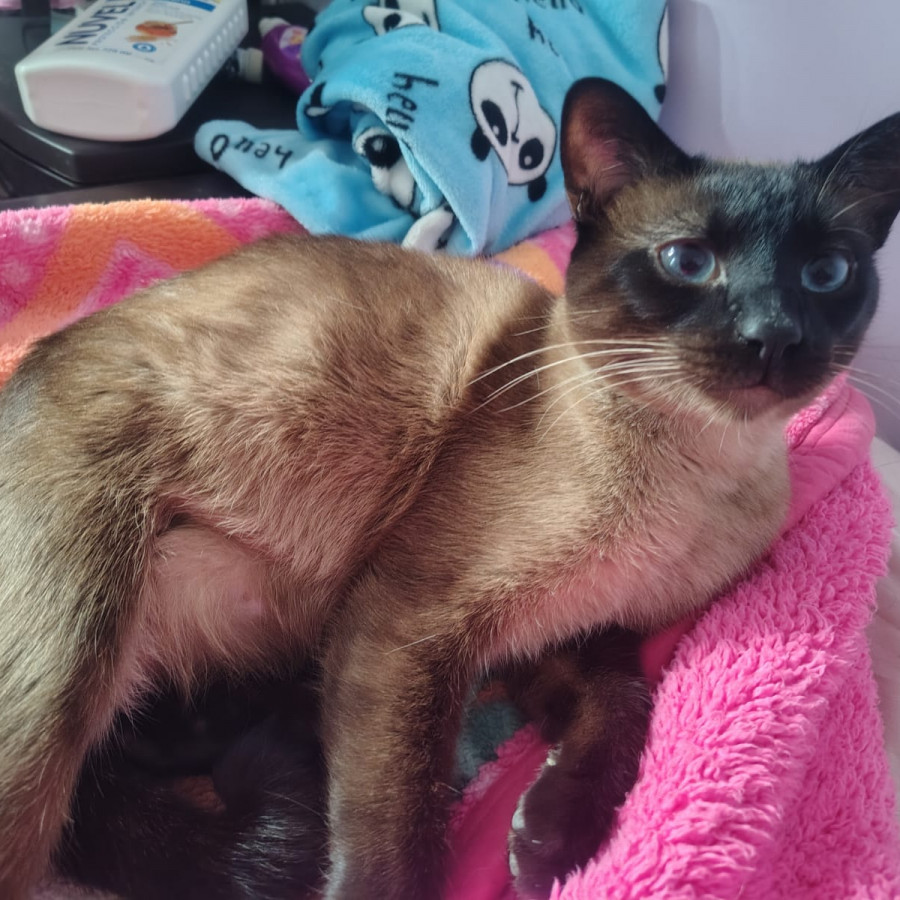 MIAURICIO | Raza Siamés Punto Foca | Final Feliz