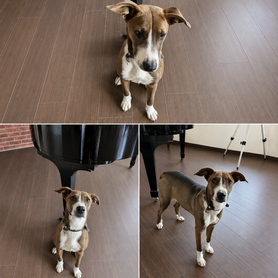  | Raza Mestiza, cruza de American Pitbull Terrier | Encontrada