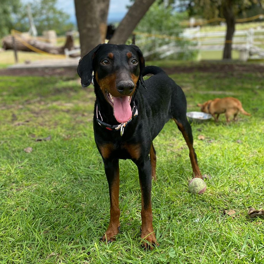 NOCHE | Raza Dóberman Pinscher | Perdida