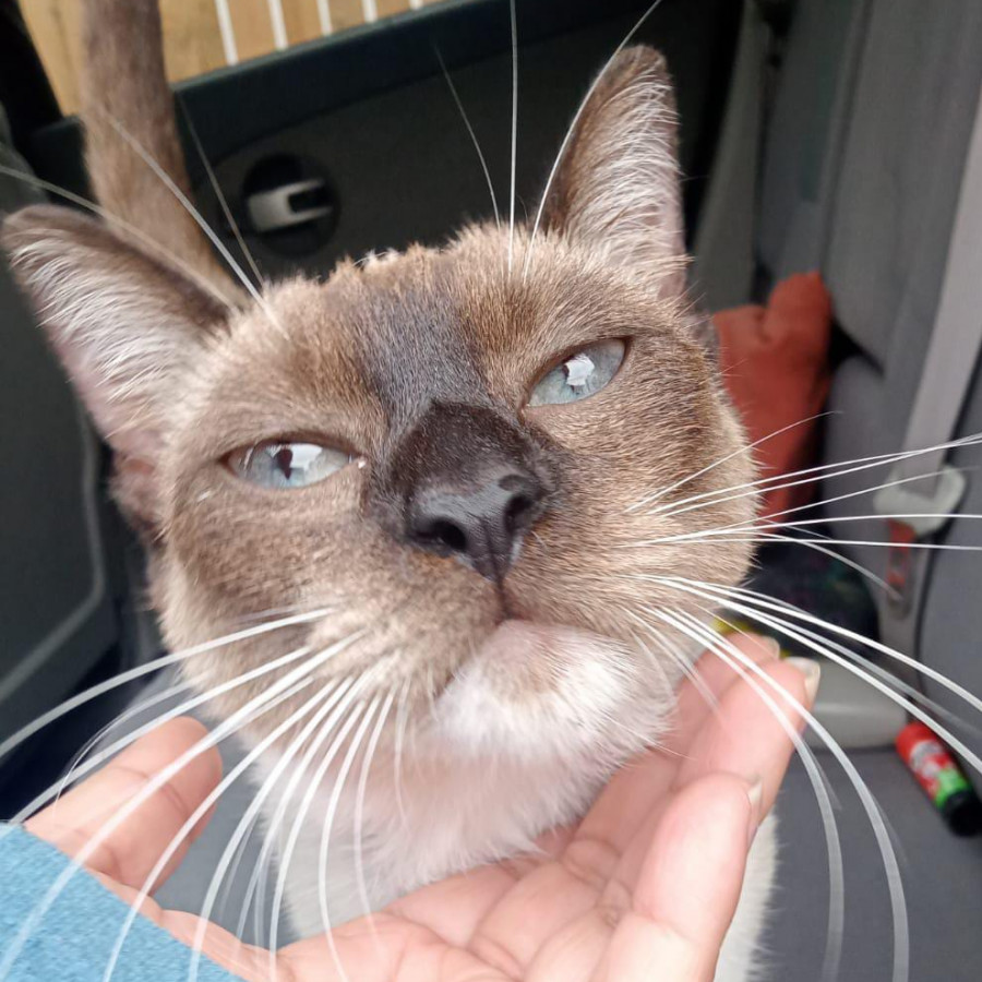 LUNA | Raza Siamés Punto Foca | Perdida