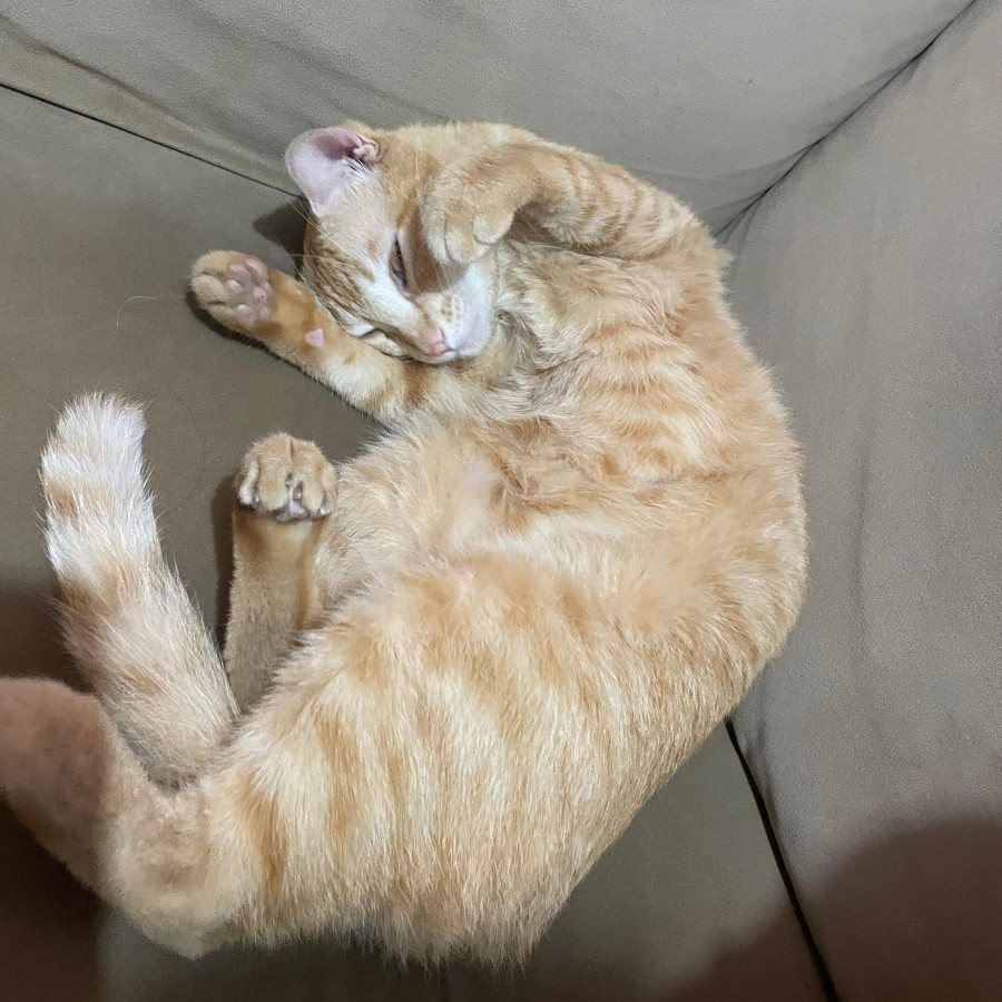 CHESTER | Raza Doméstico Américano de Pelo Corto | Perdido