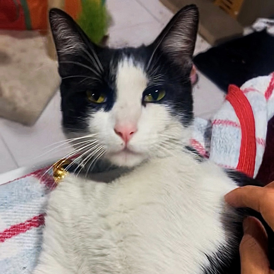 VAQUE | Raza Doméstico Américano de Pelo Corto | Perdido