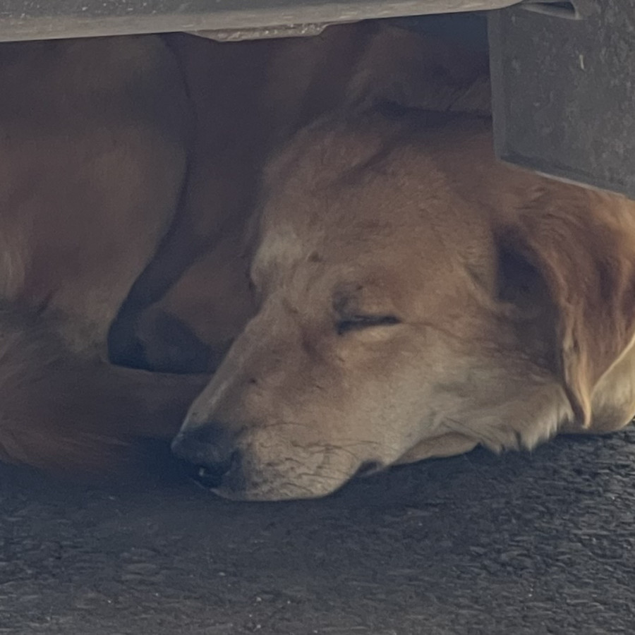  | Raza Mestizo, cruza de Golden Retriever | Encontrado