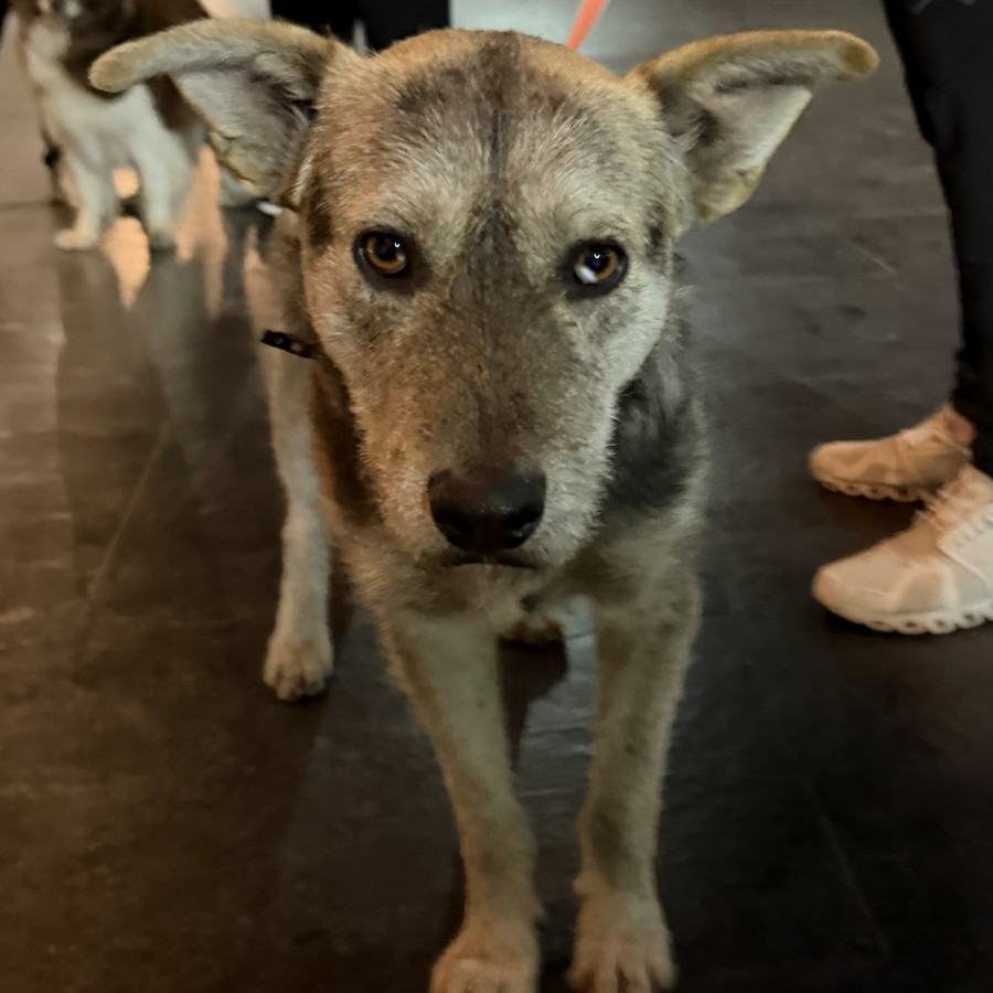  | Raza Mestizo | Encontrado